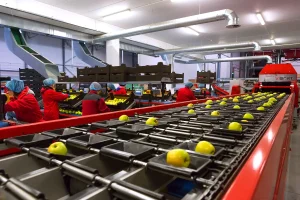 Pracownicy w czerwonych uniformach i niebieskich siatkach na włosach sortują zielone jabłka na przenośniku taśmowym w nowoczesnym zakładzie przetwórstwa owoców z wyposażeniem przemysłowym i jasnym oświetleniem.