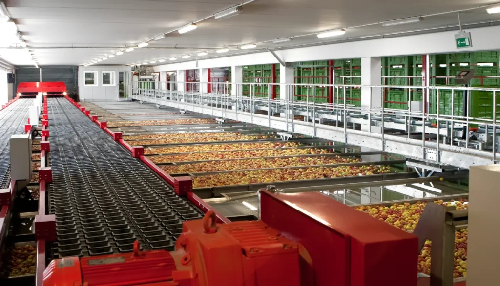 Duży obiekt przemysłowy z przenośnikami taśmowymi sortującymi jabłka. Jabłka są rozłożone na wielu pasach, a na pierwszym planie widoczne są maszyny. Górne światła oświetlają czystą, zorganizowaną przestrzeń.
