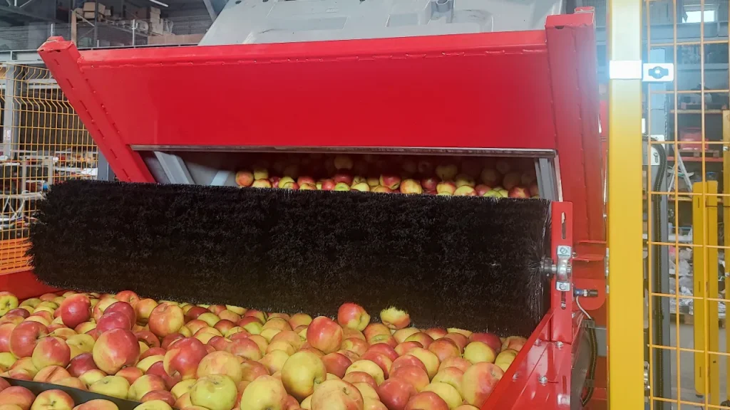 Duża maszyna z czarną szczotką przetwarza pojemnik pełen czerwonych i żółtych jabłek, prawdopodobnie sortując je lub czyszcząc w przemysłowym zakładzie przetwórstwa owoców.