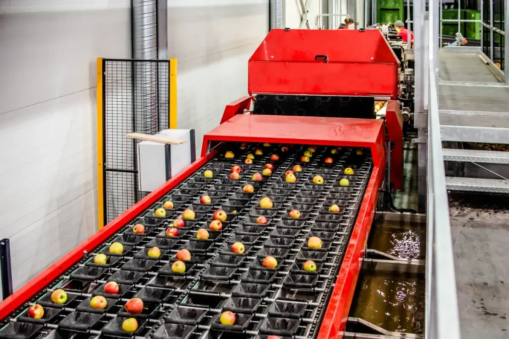 Jabłka są sortowane i transportowane na przenośniku taśmowym wewnątrz nowoczesnego zakładu przetwórstwa owoców z czerwonymi maszynami i metalowymi konstrukcjami.