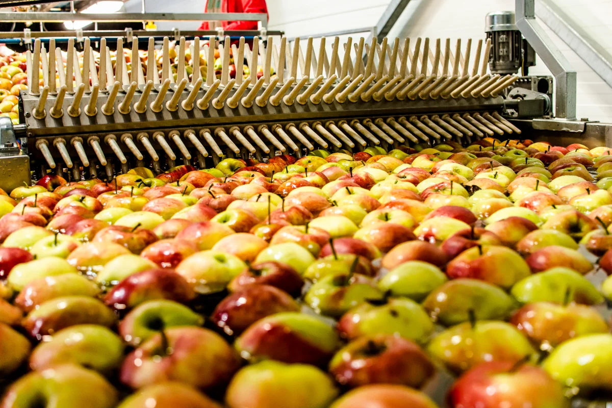 Rzędy jabłek są myte i sortowane przez zautomatyzowaną maszynę z metalowymi zębami w zakładzie przetwórczym. Jabłka są mokre i przygotowywane do pakowania lub dalszego przetwarzania.